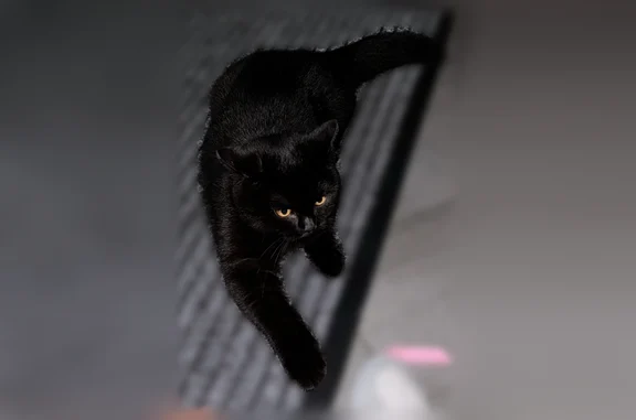 Chat perdu mâle, Rue Paul Bert, 18, Arcueil, Paris - noir uni, poils longs, yeux jaunes - photo