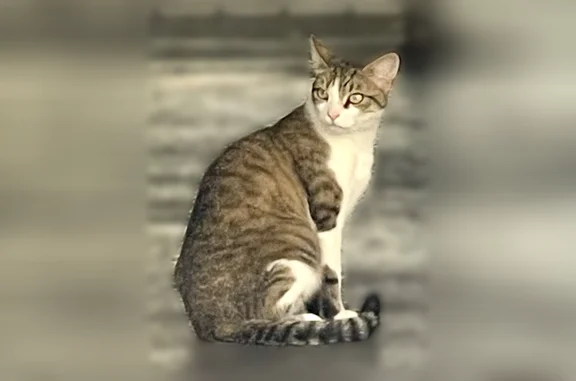 Chat trouvé Villeurbanne, photo: Chat trouvé, Rue Docteur Ollier, 58, Villeurbanne - gris et blanc tigré, amaigri et craintif