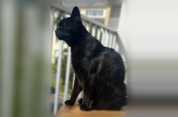 Perdu chat femelle, Villepail, Paris - cicatrice sur l'oreille - photo