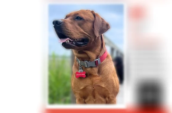 Missing dog Seabrook, photo: Lost dog, Teal Bluff Boulevard, 141, Seabrook - male - red collar