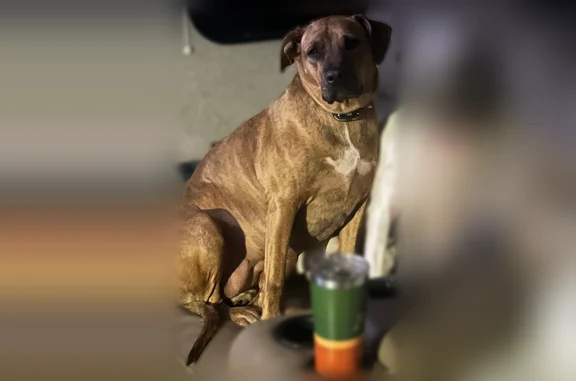 Lost dog, Larue Road, 13530, Mountainburg, Arlington - male, white with black spots, bite out of left ear - photo