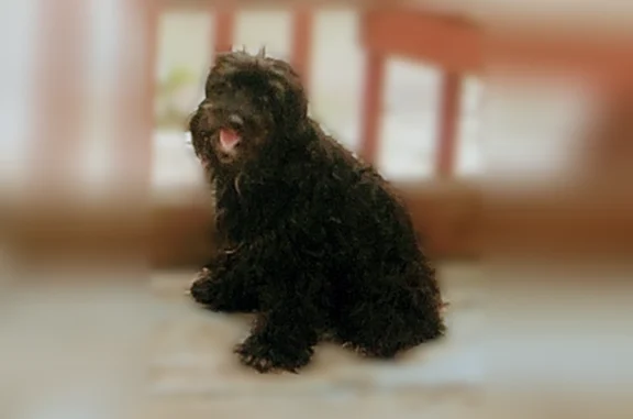 Lost dog, West Government Avenue, 350, Norfolk - female - photo