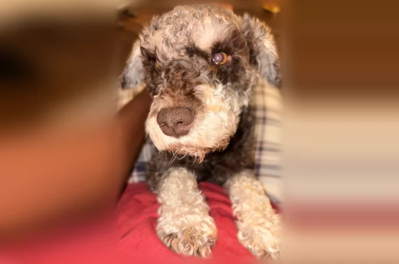 Lost dog, Quail Avenue, 607, Chesapeake - male mini schnauzer with orange collar - photo
