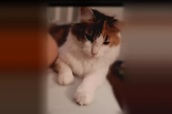 Lost cat, Wolcott Circle, 414, Ridgeland, Flowood - female long-haired calico - photo