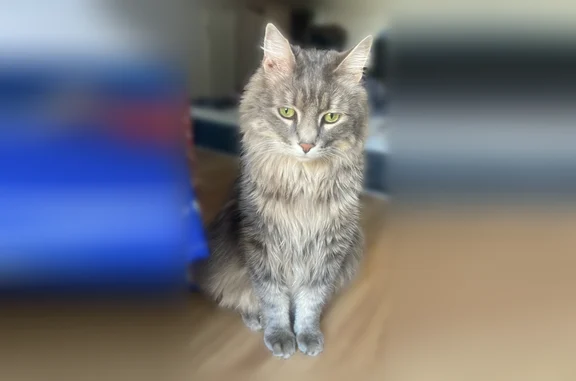 Chat perdu mâle, Rue Tolstoï, 42, Villejuif - gris et assez gros - photo