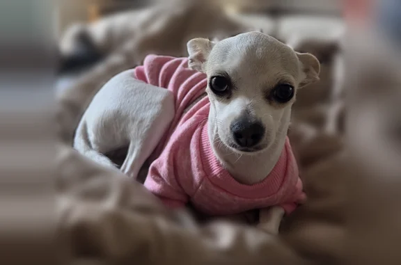 Lost dog, Vista Lejana Lane, 5366, La Cañada Flintridge - female chihuahua - photo