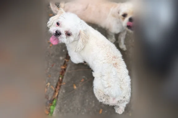 Found pets San Antonio, photo: Found dog, Shotwell Court, Missouri City, San Antonio - 2 dogs, tan and white, Shih Tzu-like