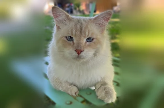 Chat perdu mâle, Pouilly-lès-Feurs - sibérien crème castré et pucé - photo