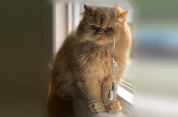 Lost cat, female, Edgewater Avenue, 8, Arlington — golden long-haired Persian cat - photo