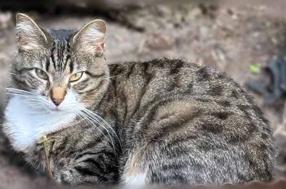 Missing cat Female, Cincinnati (usl540545) - photo