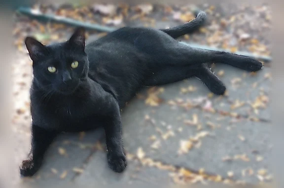 Lost cat, Bush Street, 23169, Southfield - black domestic short hair with yellow-green eyes - photo