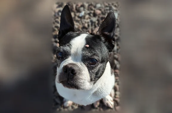 Lost dog, Aqueduct Road, 211, Washington Crossing, Newtown - female Boston terrier in a purple harness - photo