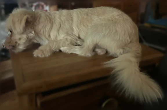 Lost dog, Annette, Harlingen — female white Shih Tzu in a whitish/grey harness - photo