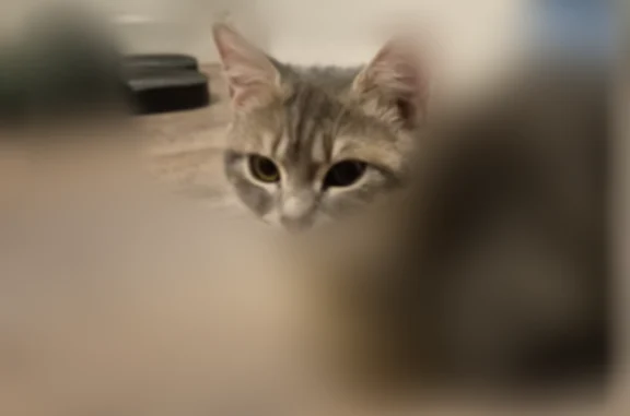 Chat perdu, Rue Colas, Morsang-sur-Orge, Paris - femelle, tache gris blanc - photo