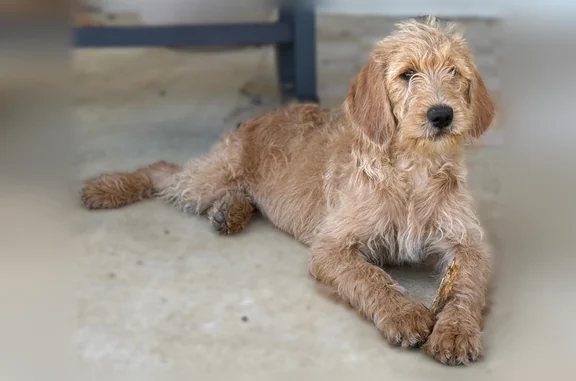 Lost dog, 3 Prong Road, 272, Brandon - female labradoodle with red fur and a yellow collar - photo