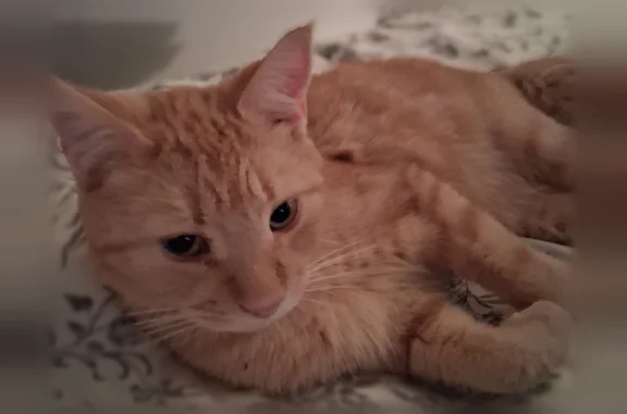 Lost cat, Fennell Avenue East, Hamilton - friendly male, went Wednesday morning - photo