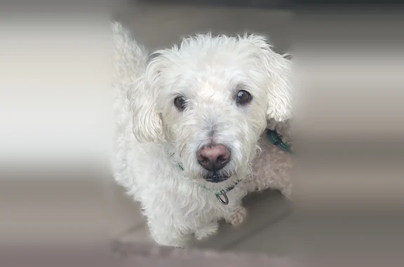 Missing dog Hudson, photo: Lost dog, East Case Drive, 137, Hudson, Macedonia - 16-year-old white Westie Poo