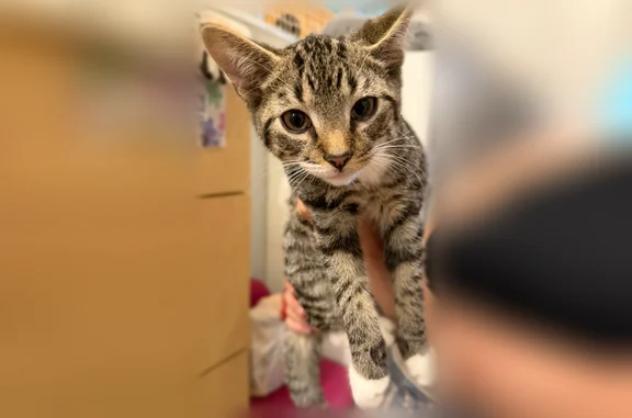 Found pets Brooklyn, photo: Found cat, 3rd Avenue, 6302, Brooklyn - grey tabby