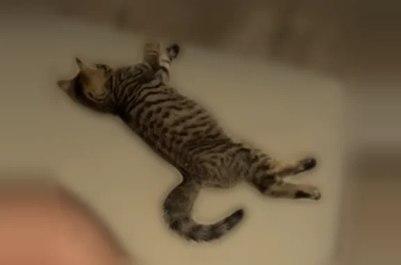 Bandit est petit de taille, c’est un chaton, il est câlin mais reste craintif, il adore chasser