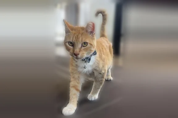 Found pets Mankato, photo: Found cat, Cottage Path, 79, Mankato - orange male with a black collar, bell, and bow
