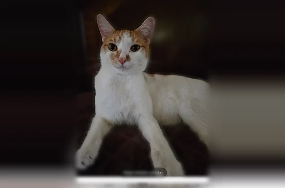 Lost cat, Sullivan Street, Deltona, Orlando - white and orange, short hair - photo