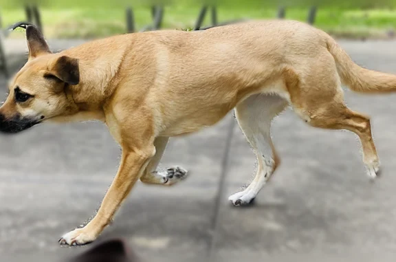 Lost dog, 20th Street North, 3165, Arlington - female, no collar or harness - photo