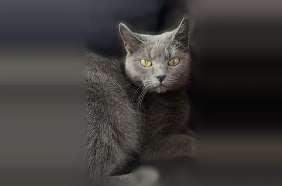 Chat perdu, Famars, photo: Chat perdu, Famars, Hauts-de-France - femelle, yeux verts