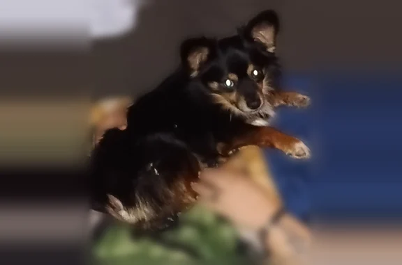 Lost dog, Iowa Street, 111, Indianapolis - male, black/brown/white - photo