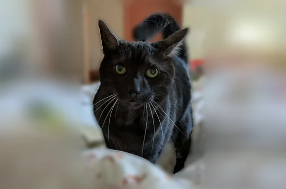 Chat perdu, Rue des Cigognes, 18, Bischheim - mâle, grand et bien portant - photo