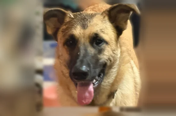 Missing dog Butler, photo: Missing dog Male, Butler (usl540571)
