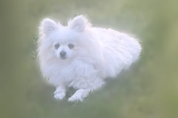 Perdu chien femelle, Montélima...