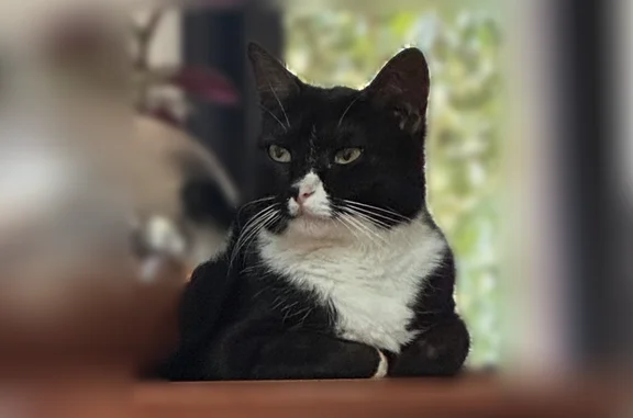 Chat perdu, Le Gua, photo: Chat perdu femelle, Place des Pulles, 17, L'Éguille, Le Gua - petite corpulence