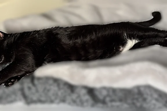 Chat perdu, Paris, photo: Chat perdu mâle, Chasseneuil-du-Poitou, Paris - grand chat noir avec un peu de blanc sur le ventre