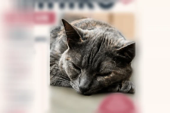 Chat perdu, femelle, Rue Dubignon, 30, Le Mans - grise avec quelques taches beige - photo
