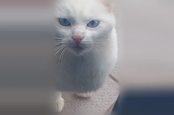 Chat perdu, Gravigny, photo: Chat perdu femelle, Rue Salvador Allende, 2, Gravigny - blanche aux yeux bleus