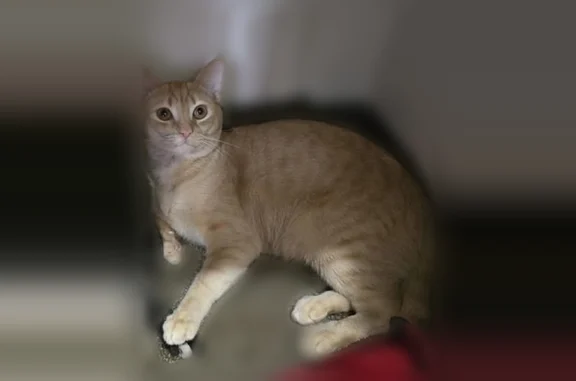Lost cat, 11th Street, Orchard Hills, Oklahoma - male, friendly - photo