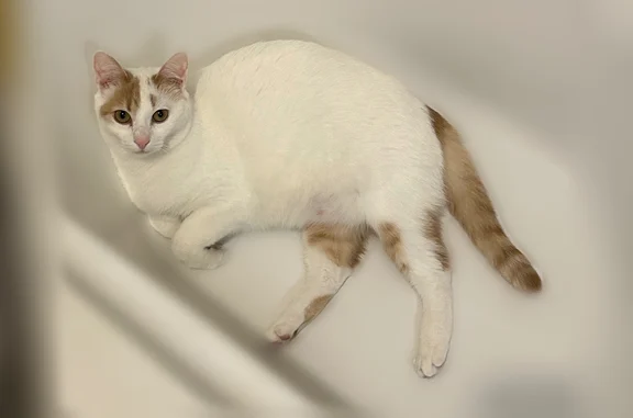 Chat perdu, Paris, photo: Chat perdu, Paris — femelle, minette blanche à la queue rousse