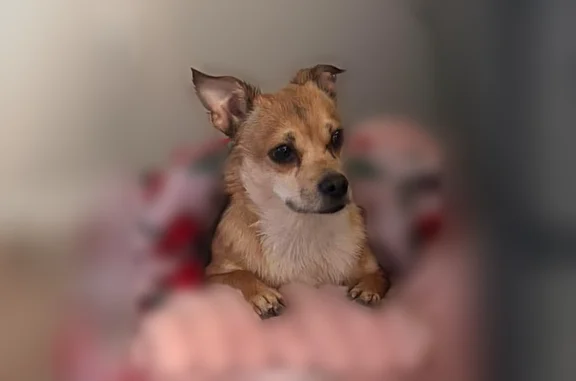 Lost dog, female, West Ida Avenue, 1192, Littleton, Aurora - tan Chihuahua with a white chest - photo