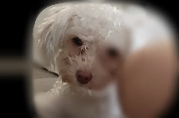 Lost dog, Magoffin Avenue, 2114, El Paso - female, white poodle, needs meds - photo