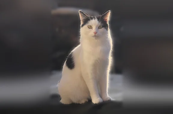 Chat perdu, femelle, Avenue de Paris, 56, Vernon — petite, blanche, très craintive - photo