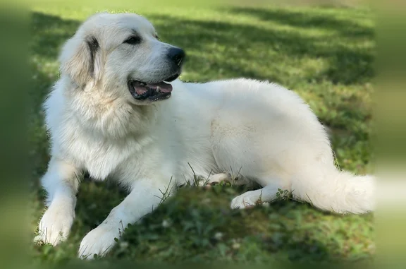 Missing dog Endicott, photo: Missing dog Male, Endicott (usl540585)