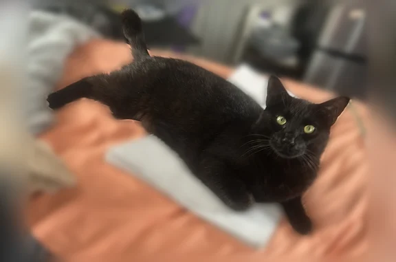 Lost cat, Harrison Avenue, 566, Lancaster - male, gold eyes - photo
