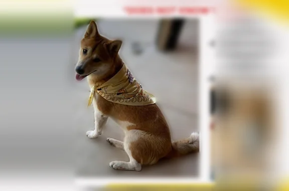 Lost dog, Black Hawk, Colorado, Arlington - female, gold and white, blue harness - photo