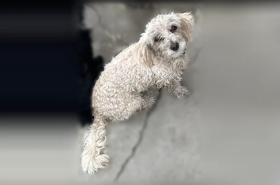 Lost dog, South Gerhart Avenue, 612, Los Angeles — female, cloudy white eyes - photo
