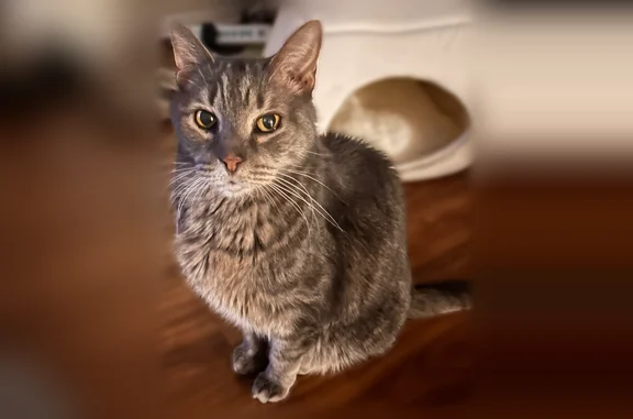 Lost cat, male, Sylvan Oak Way, 25, Perry Hall - gray striped, elderly - photo