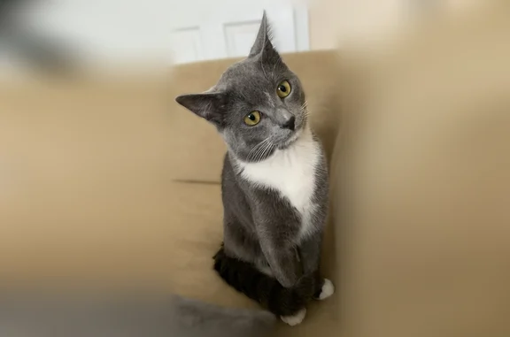 Lost pets Columbus, photo: Lost cat, Appian Way East, Columbus - male, dark gray and white