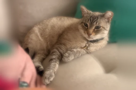 Lost cat, Antietam Avenue, 1592, Detroit - male, green collar with bell, clipped ear - photo