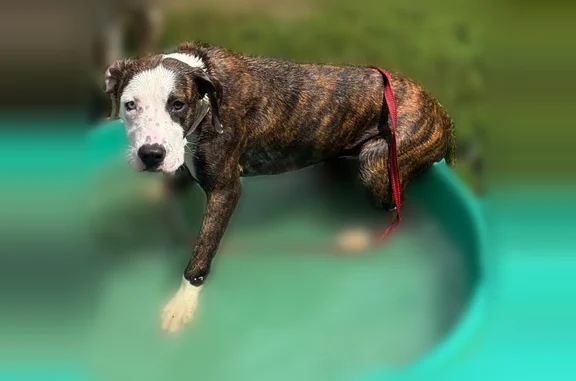 Lost dog, Mulberry Road, 682b, Hazel Green — female, one blue eye and one brown - photo