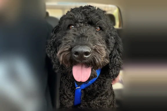 Found dog Bozeman, photo: Found dog, Sentinel Drive, 2040, Bozeman - female black doodle with red collar