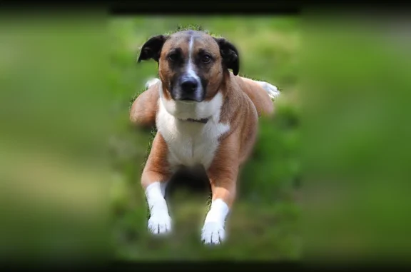 Lost dog, Browns Lane, 31, Newark - female, pink Kong collar - photo